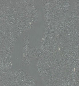 BxPC-3人原位胰腺腺癌細胞主圖