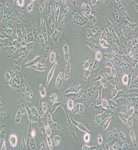 C643人甲狀腺癌細胞主圖