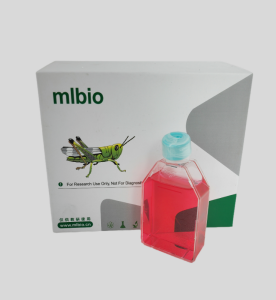 HCMEC(BL12-H)人結腸微血管內皮細胞主圖