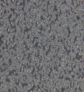 Ana-1小鼠巨噬細(xì)胞主圖