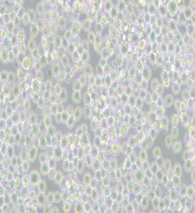 P3X63Ag8小鼠骨髓瘤細(xì)胞主圖