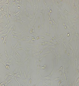 PA317小鼠成纖維細(xì)胞主圖