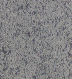 P3X63Ag8.653小鼠骨髓瘤細(xì)胞主圖