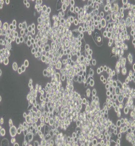 MDA-MB-453人乳腺癌細胞(L15)主圖