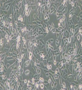 CHO倉鼠卵巢細胞主圖