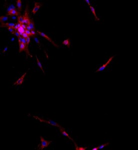 大鼠肝內(nèi)膽管上皮細胞主圖