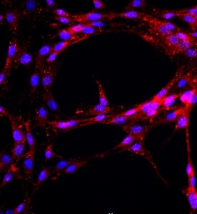 大鼠主動脈內皮細胞主圖