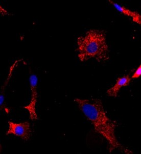 大鼠關(guān)節(jié)軟骨細胞主圖