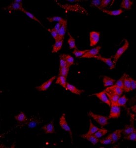 大鼠角膜內皮細胞主圖