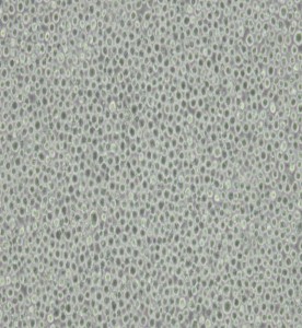 THP-1人單核細(xì)胞白血病主圖