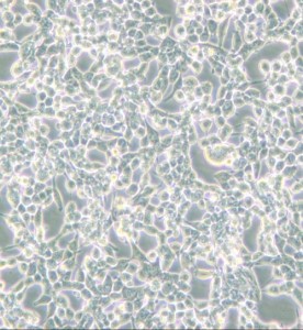 293E人胚腎細(xì)胞(EBNA1基因修飾)主圖