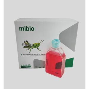 小鼠腸動脈平滑肌細胞主圖