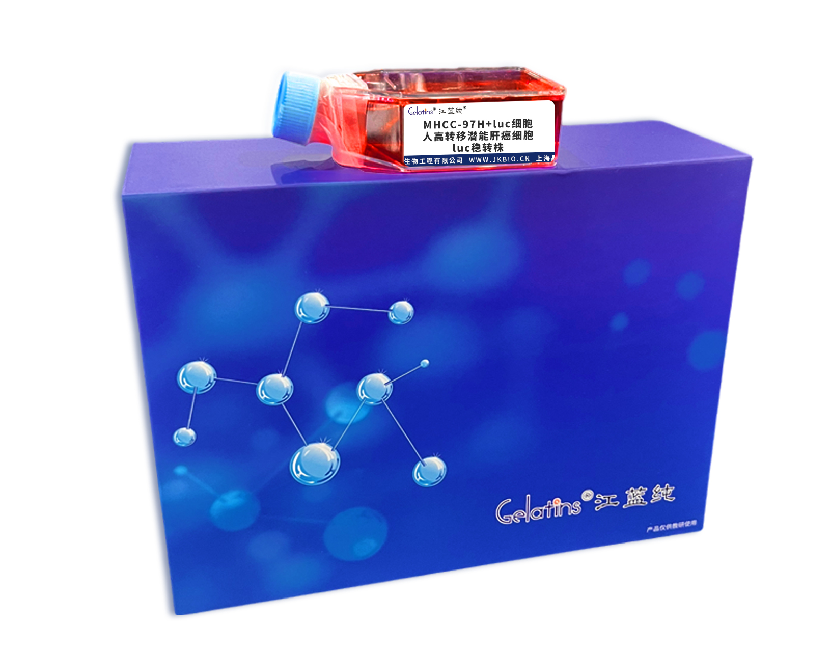 MHCC-97H+luc細胞 ; 人高轉移潛能肝癌細胞luc穩轉株主圖