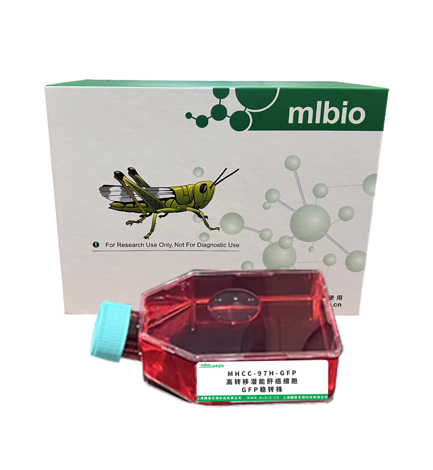 MHCC-97H-GFP 高轉移潛能肝癌細胞GFP穩轉株主圖