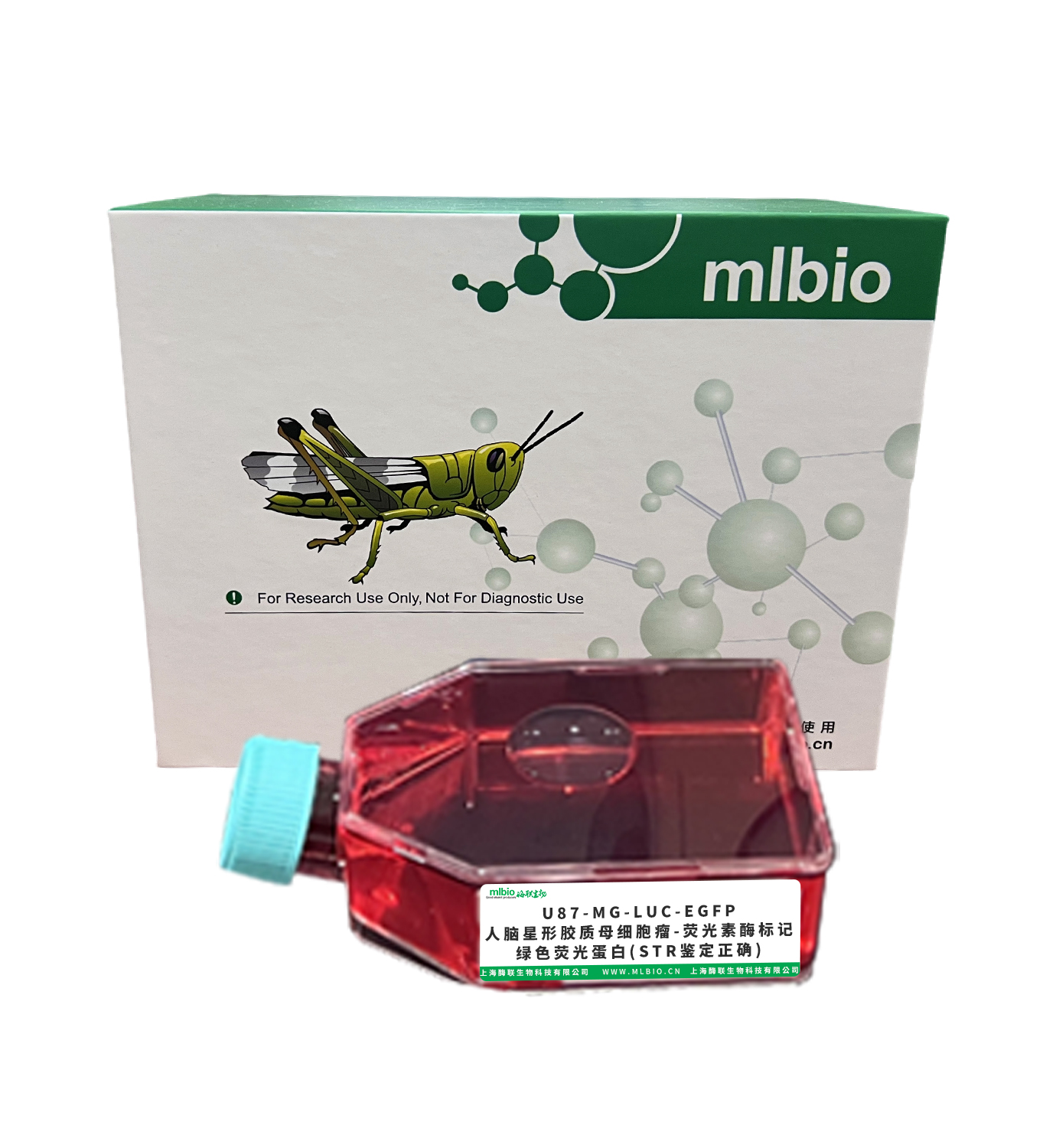 U87-MG-LUC-EGFP/人腦星形膠質(zhì)母細(xì)胞瘤-熒光素酶標(biāo)記-綠色熒光蛋白(STR鑒定正確)主圖