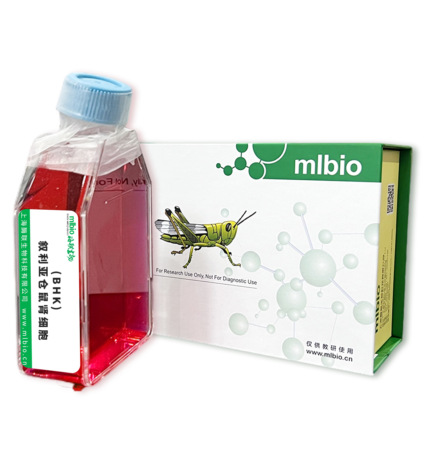 (BHK)敘利亞倉鼠腎細胞主圖