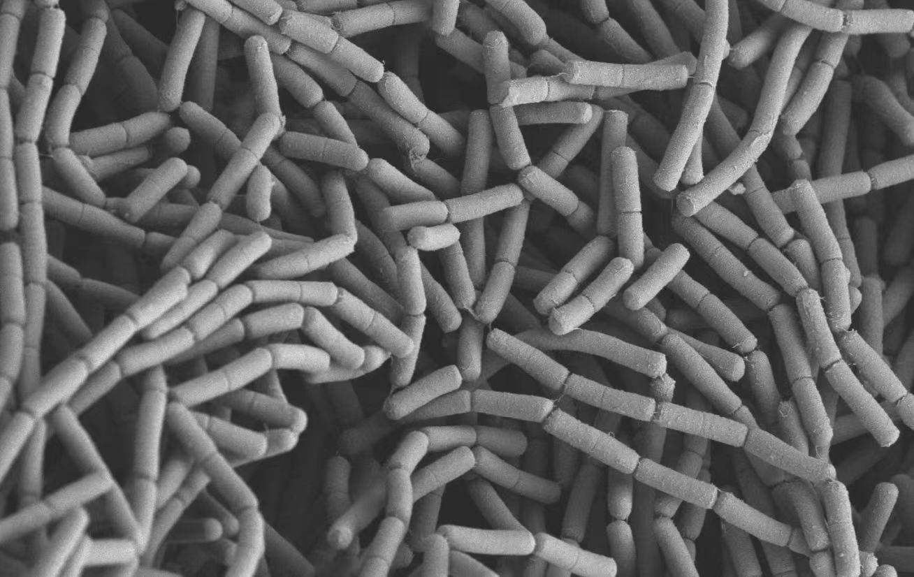 SEM掃描電鏡全套主圖