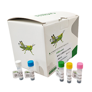 產氣莢膜梭狀芽孢桿菌B型探針法qPCR試劑盒(含內參)主圖